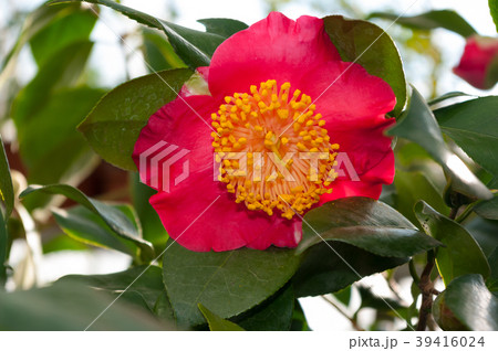 The flower of the ornamental shrub, which is calle The flower of the ornamental shrub, which is calle 39416024