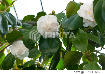The flower of the ornamental shrub, which is calle The flower of the ornamental shrub, which is calle 39416025
