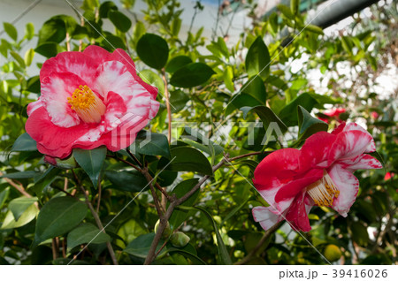 The flower of the ornamental shrub, which is calle The flower of the ornamental shrub, which is calle 39416026