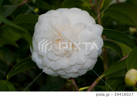 The flower of the ornamental shrub, which is calle The flower of the ornamental shrub, which is calle 39416027