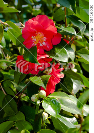 The flower of the ornamental shrub, which is calle The flower of the ornamental shrub, which is calle 39416030