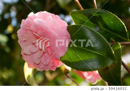 The flower of the ornamental shrub, which is calle The flower of the ornamental shrub, which is calle 39416032
