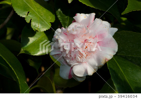 The flower of the ornamental shrub, which is calle The flower of the ornamental shrub, which is calle 39416034