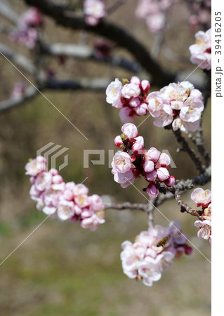 あんずの花 あんずの花 39416205