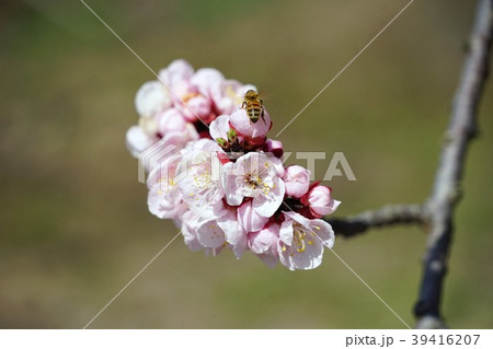 あんずの花 39416207