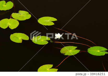 ヒツジグサ ひつじ草 水草 ヒツジグサ ひつじ草 水草 39416251