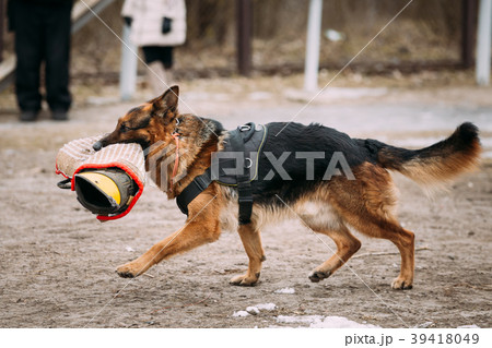 Purebred German Shepherd Young Dog Or Alsatian 39418049