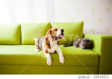 pets are enjoing their life 39418221