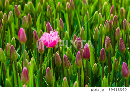 One blossoming pink tulip One blossoming pink tulip 39418340