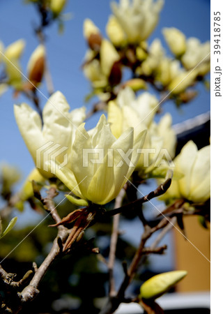 イエローリバー 39418785