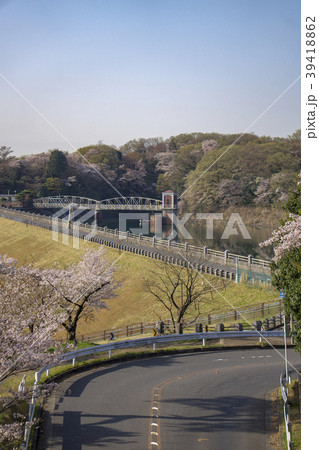 桜の季節の狭山丘陵　多摩湖の取水塔 39418862