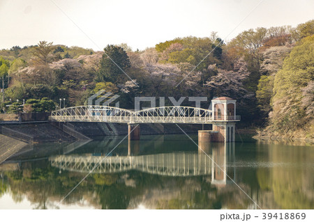 桜の季節の狭山丘陵　多摩湖の取水塔 39418869