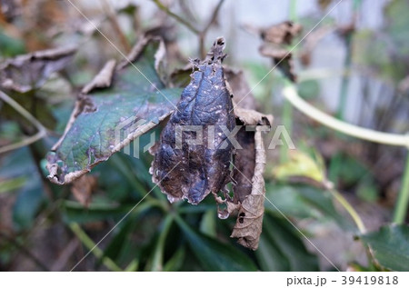 枯れた葉っぱ 枯れた葉っぱ 39419818