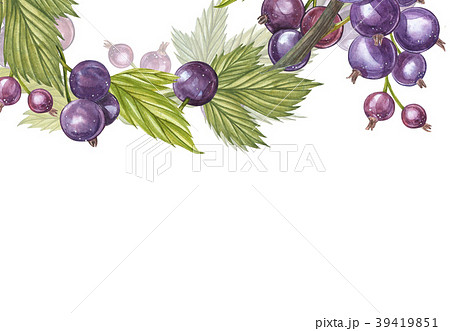 Hand-drawn watercolor blackcurrant. Can be used as 39419851
