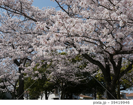 さくら　ソメイヨシノ（多摩センター、宝野公園） 39419946