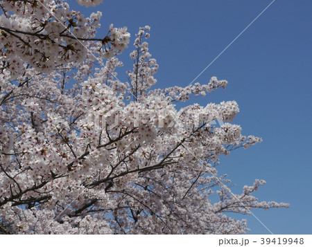 さくら　ソメイヨシノ（多摩センター、宝野公園） 39419948