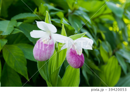 ピンクと白のアツモリソウ ピンクと白のアツモリソウ 39420053