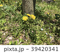 たんぽぽ 39420341