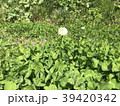 シロツメクサ 39420342