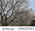 桜 39420343
