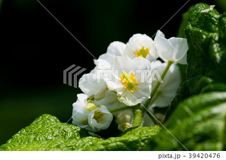白い花をつけた高山植物 サンカヨウの写真素材