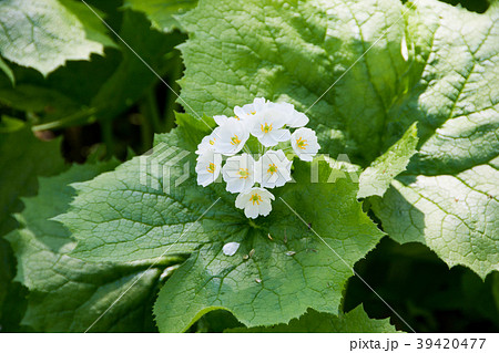 北海道 高山 植物 白い 花