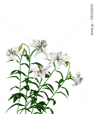 百合 39420643