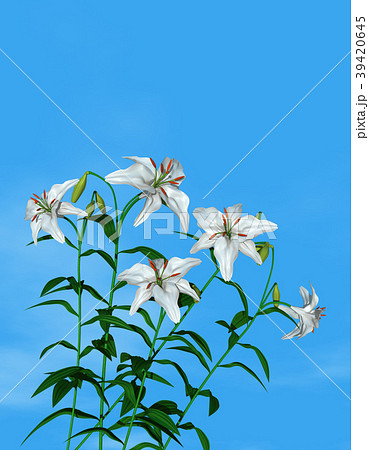 百合 39420645