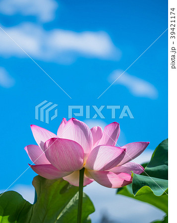 蓮の花 蓮の花 39421174