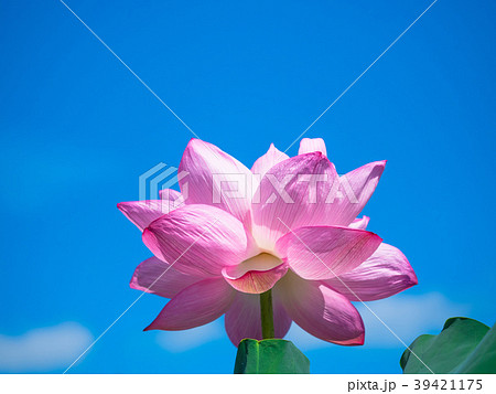 蓮の花 39421175
