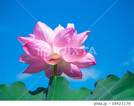 蓮の花 39421176