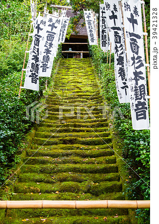 鎌倉 杉本寺 苔の石段の写真素材