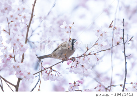 桜の被害_雀2018.04.03 39421412