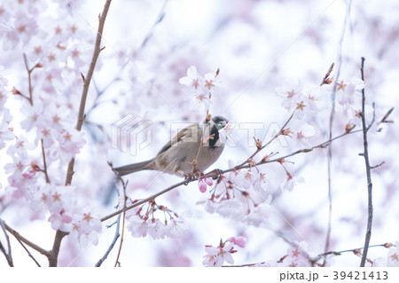 桜の被害_雀2018.04.03 桜の被害_雀2018.04.03 39421413