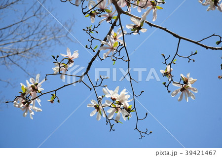 こぶし咲く 青空とコブシ コブシ 春の花 青空に咲く 春が来た こぶし咲く 青空とコブシ コブシ 春の花 青空に咲く 春が来た 39421467
