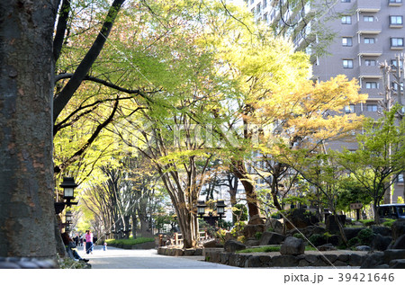 大宮の氷川神社の参道とマンション・静かな町イメージ 39421646