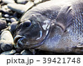 メジナ 39421748