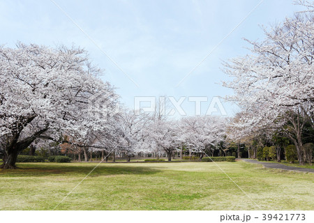 大庭城址公園 大庭城址公園 39421773