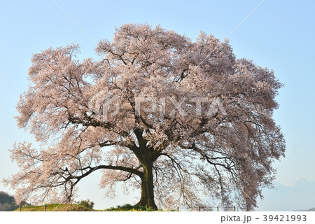 山梨県、わに塚の桜 山梨県、わに塚の桜 39421993