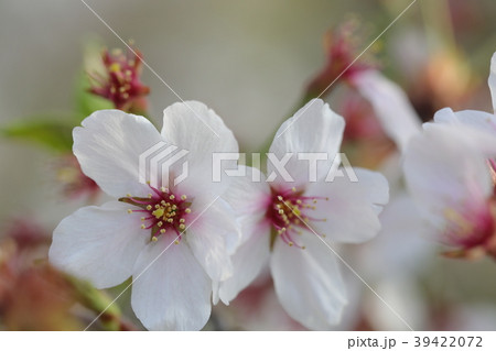 さくら さくら 39422072