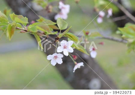 さくら さくら 39422073