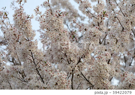 さくら さくら 39422079