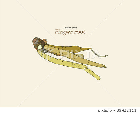 Finger root or krachai ,hand draw sketch vecotr. Finger root or krachai ,hand draw sketch vecotr. 39422111