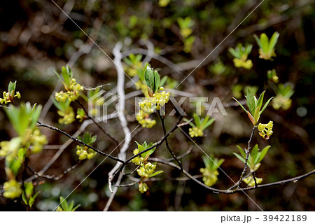 クロモジ クロモジ 39422189