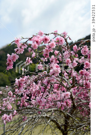 ハナモモ 39422531