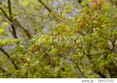 モミジの花 モミジの花 39422533