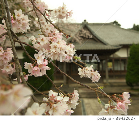 さくら 39422627