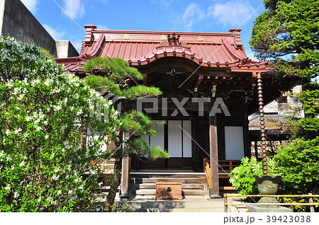 鎌倉市大巧寺本堂と利休梅（リキュウバイ） 39423038