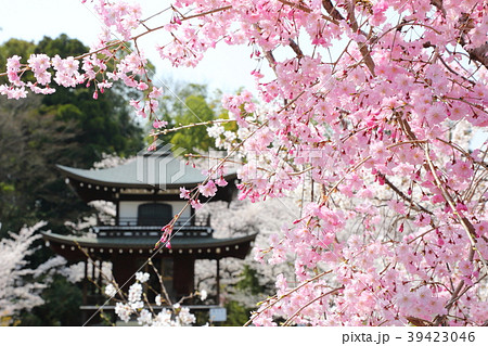 観修寺の枝垂れ桜 39423046