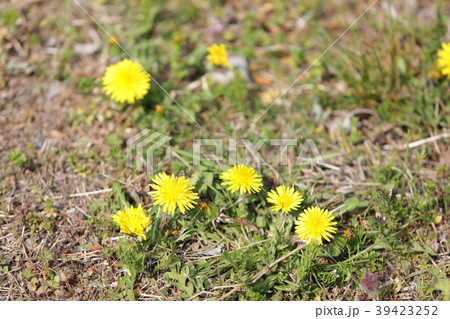 タンポポ タンポポ 39423252